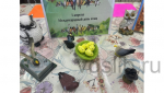 Познавательно-игровая программа «Птичьи секреты».